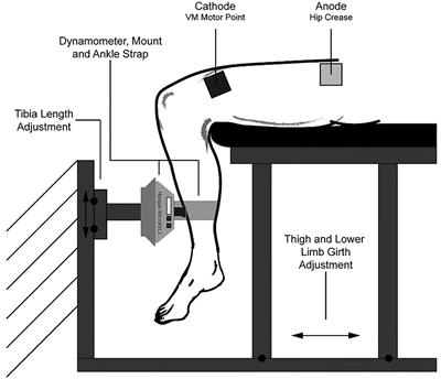 Effect of Athletic Training on Fatigue During Neuromuscular Electrical Stimulation